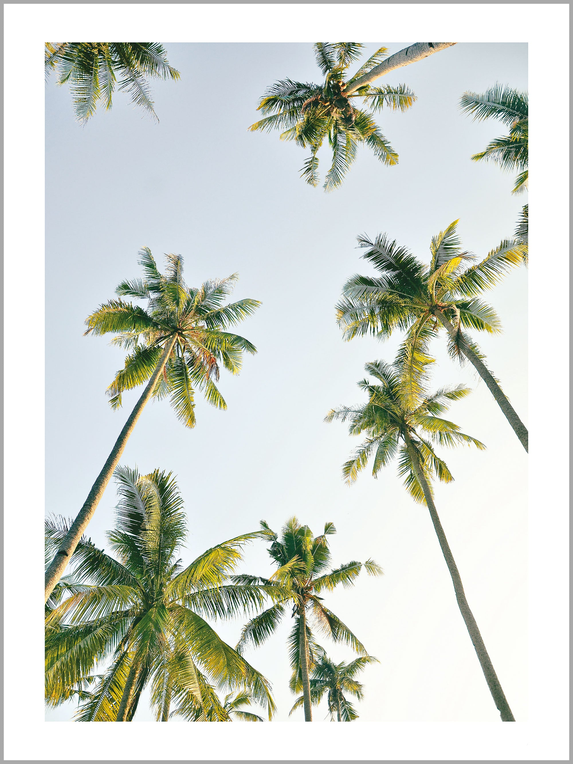 Tropical Palm Sky Print