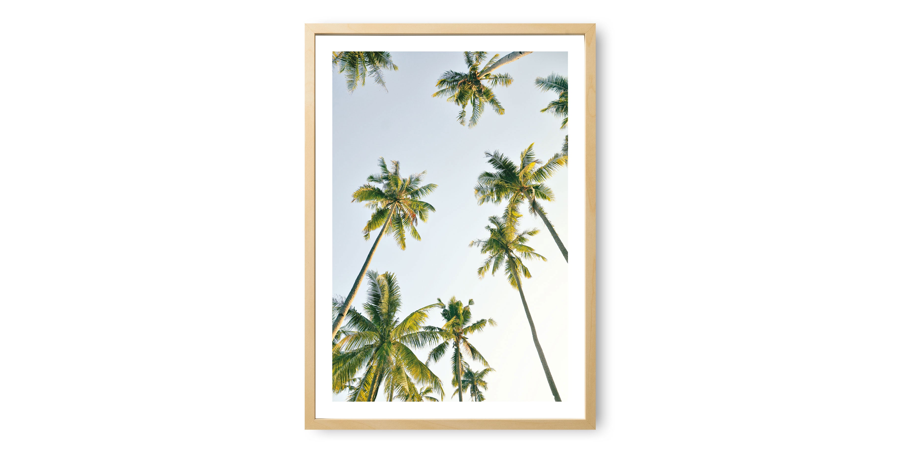 Tropical Palm Sky Print